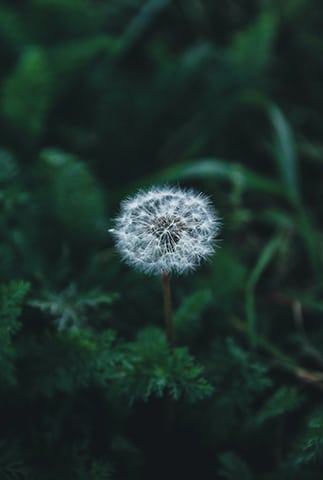 Image d'un pissenlit pour illustrer la capacité de chacun d'évoluer, de se transformer et de s'améliorer pour devenir une meilleure version de soi-même - responsabilité personnelle - Ecole de PNL de Lausanne - EPNLL